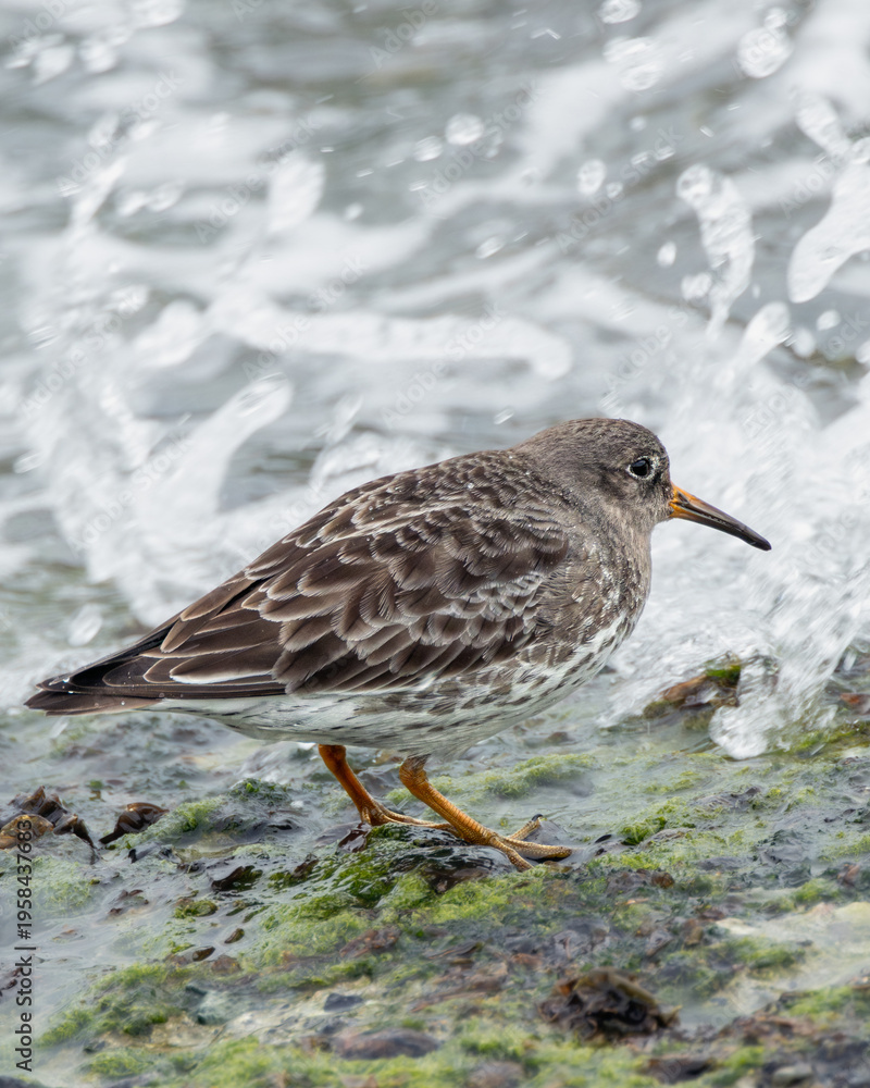 Fototapeta premium Purple sandpiper by breaking waves in Howth, Dublin, Ireland