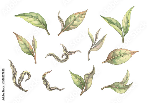 Collection of fresh and dried tea leaves in watercolor style