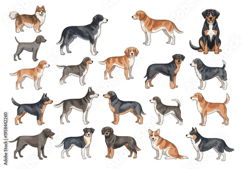 Collection of diverse dog breeds illustrated in a clean, modern style on white