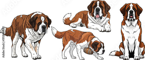 Saint Bernard dog lying down walking forward sitting tracking pose set