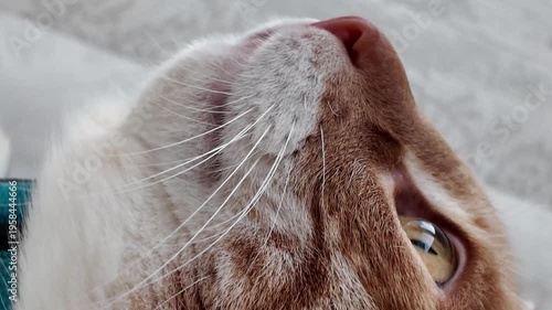 close up of cats eye, the eye of the cat closing and opening