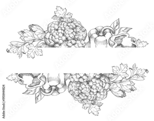 Banner of the cauliflower, bell pepper and parsley. Vector ink styled illustration. For packaging design, cards, cover, prints, product labels and fabric.