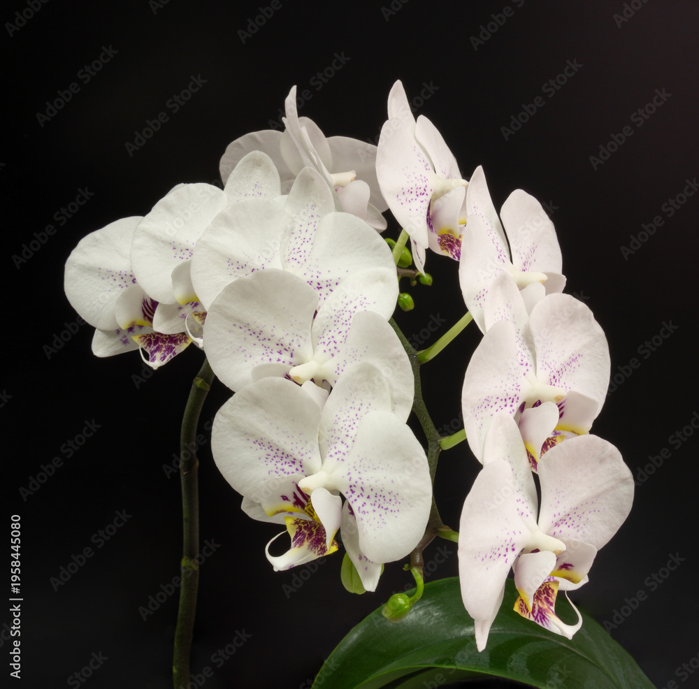 Fototapeta premium White Phalaenopsis orchids flower, known as Moth Orchid or Phal with rounded petals covered in purple speckles, yellow and purple centers, displayed against black background with green leaves
