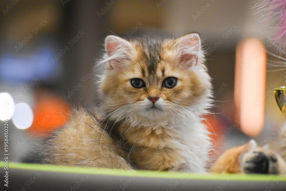 Fototapeta premium Cute Orange Kitten Portrait