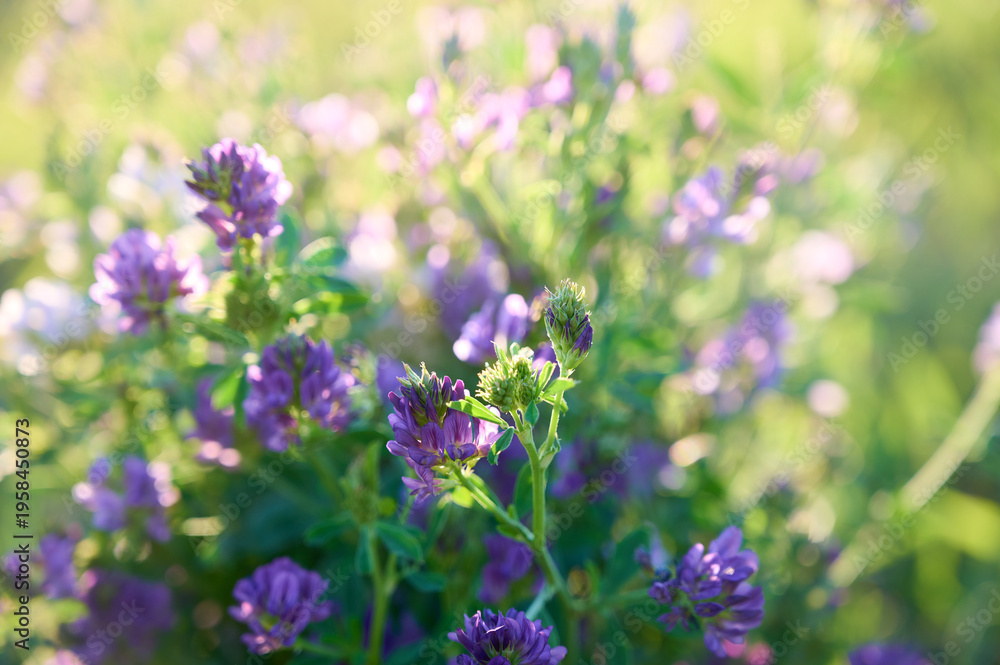 Fototapeta premium Close-up of purple alfalfa flowers (Medicago sativa) against a blurred field background.