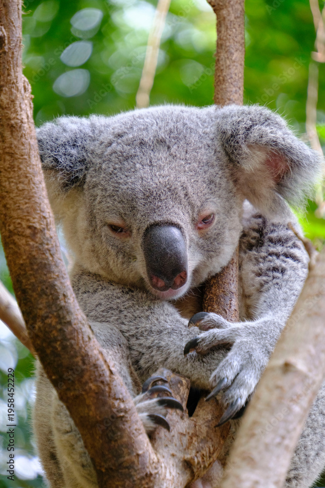 Obraz premium Peaceful Koala Snuggling on Tree Trunk – Charming Australian Wildlife Close-U