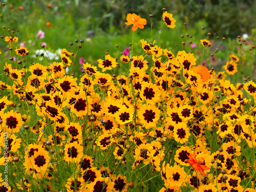 Coreopsis tinctoria, Plains coreopsis, Golden tickseed blooming in large group 