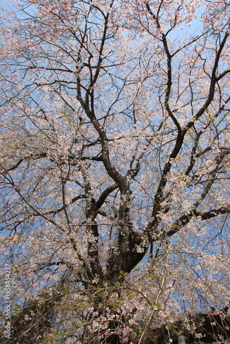 神奈川県松田町寄（ﾔﾄﾞﾘｷ）の風景。一本桜。