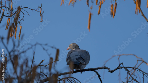 Fotografie Portait of a Ring Necked Dove sitting in a Tree - Animals but Beautiful - Pigeon