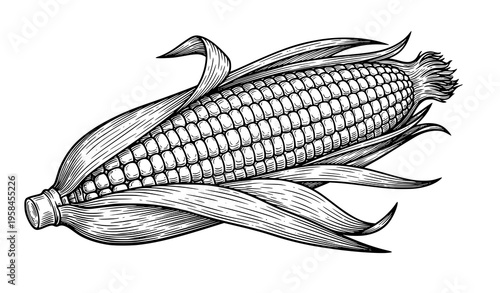 Vintage sweetcorn engraving vector illustration corn cob woodcut