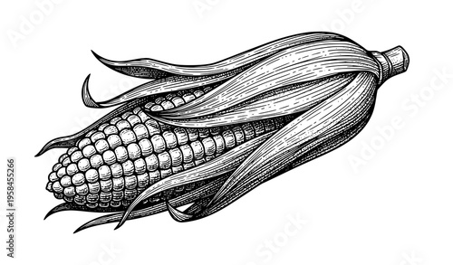 Antique sweetcorn woodcut vector illustration vintage corn design