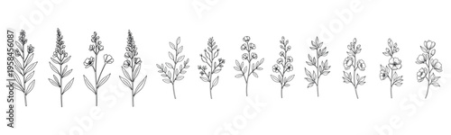 Elegant line art of various wildflowers with detailed petals and leaves