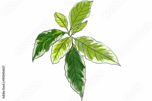 Green leaves, foliage illustration, plant branch, botanical art