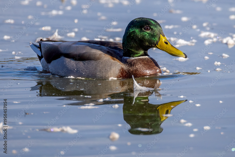 Fototapeta premium duck on a lake