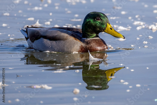 duck on a lake