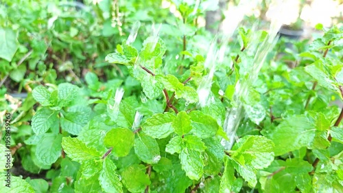 Mint leaves with water droplets 