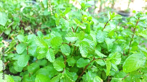Mint leaves with water droplets 
