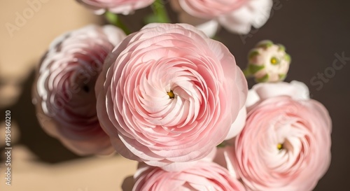 Delicate Pastel Ranunculus Blossoms in Close-Up, a Floral Display of Soft Hues and Intricate Petal Arrangements, Nature's Elegance