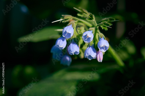A flower of a comfrey(Symphytum asperum) blooming on a summer meadow.