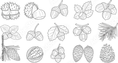 Nuts, Seeds, and Pinecones Collection Featuring Chestnuts, Acorns, Walnuts, and Pine Cones for Botanical and Nature Illustrations