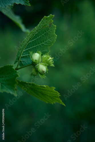 Quadro su tela Close-up of hazelnut plant with nuts and green leaves.