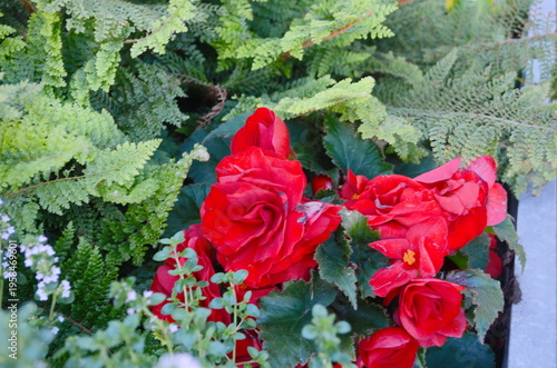Close-up of red Begonias in the garden