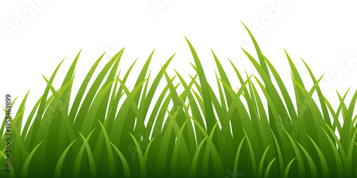 Green grass border with white daisies transparent vector – Fresh meadow background for eco and nature design in flat vector style.