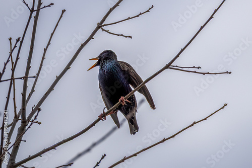 Starling on branch