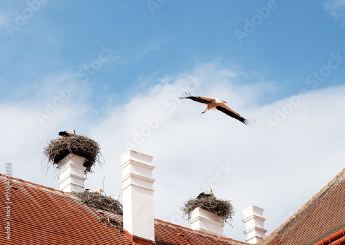 White Stork Flying Over Rooftop Nests on Chimneys Against Blue Sky