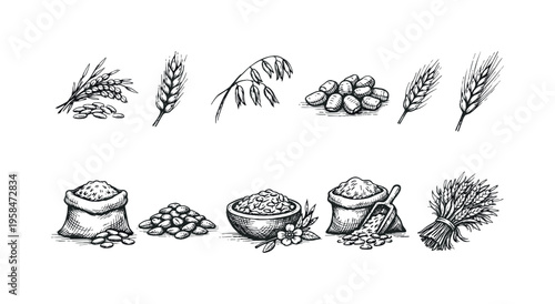 Collection of hand-drawn illustrations depicting various grains and their products
