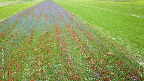  landscape in bloom, flowering in Castelluccio - Umbria, Italy.