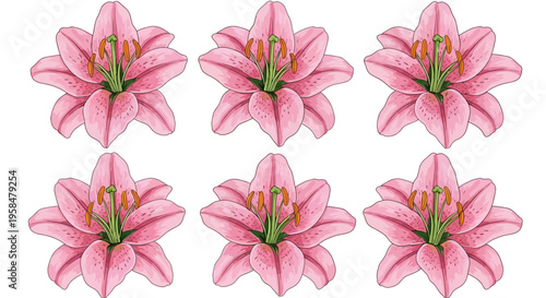 A collection of pink lily flowers.