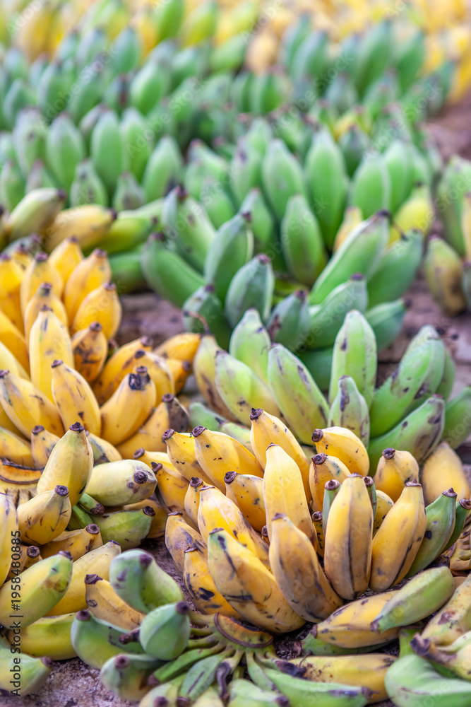 Fototapeta premium Bunches of green and yellow ripe bananas at an asian market in Siem Reap, Cambodia