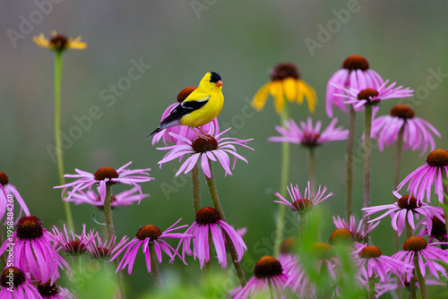 goldfinch in field of purple cone flowers