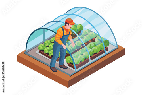 A gardener tending to lush lettuce within a small greenhouse structure