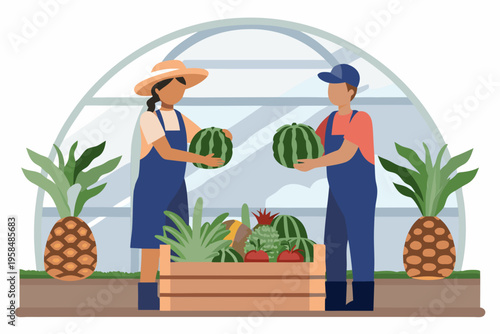 Farmers tending to ripe watermelons inside a greenhouse structure