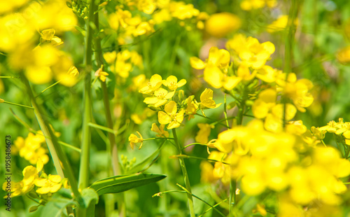 Tableau sur toile 群生する菜の花