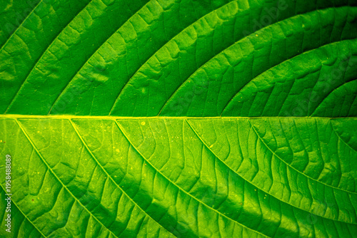 Extreme macro of a vibrant green leaf highlighting intricate vein geometry, luminous backlighting, and organic symmetry, creating an abstract natural pattern with rich texture and depth.