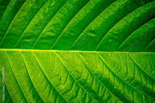 Extreme macro of a vibrant green leaf highlighting intricate vein geometry, luminous backlighting, and organic symmetry, creating an abstract natural pattern with rich texture and depth.