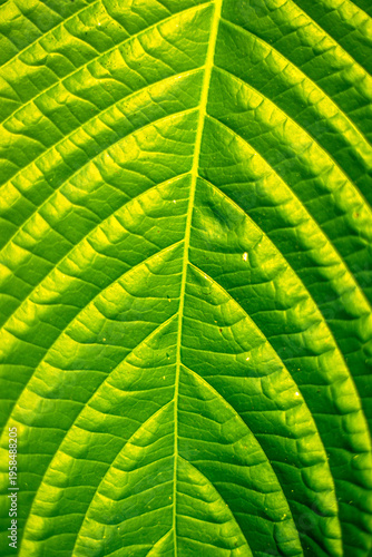 Extreme macro of a vibrant green leaf highlighting intricate vein geometry, luminous backlighting, and organic symmetry, creating an abstract natural pattern with rich texture and depth.