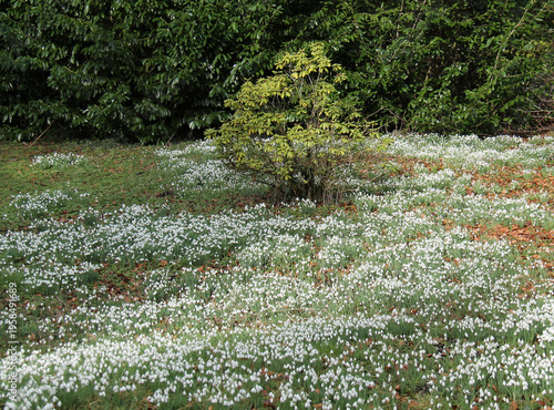 Wallpaper Mural Large Cluster on Snowdrop Flowers in a Woodland Setting. Torontodigital.ca