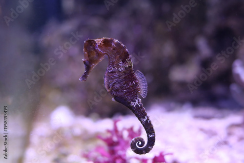 Lined seahorse - (Hippocampus erectus)