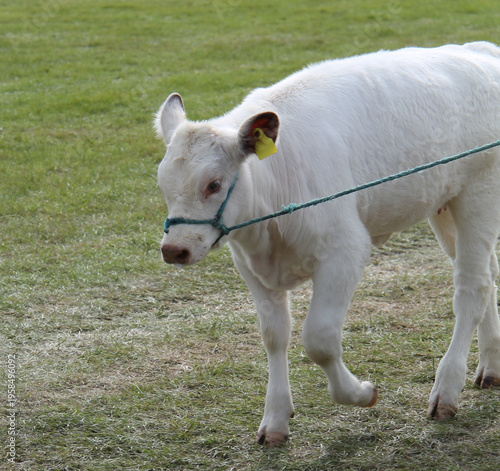 Wallpaper Mural A Baby Shorthorn Cattle Calf on a Rope Tether. Torontodigital.ca