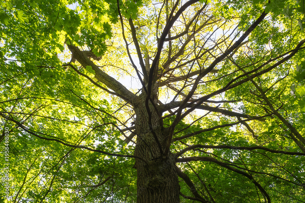 Fototapeta premium Large oak tree in the steppe, close-up, view from below. Summer.