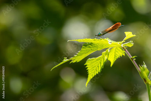 Wallpaper Mural Dragonfly sits on dry grass on a green background close up Torontodigital.ca