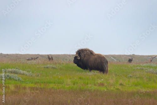 Wallpaper Mural Male muskox in tundra. Republic of Sakha, Yakutia, Russia Torontodigital.ca