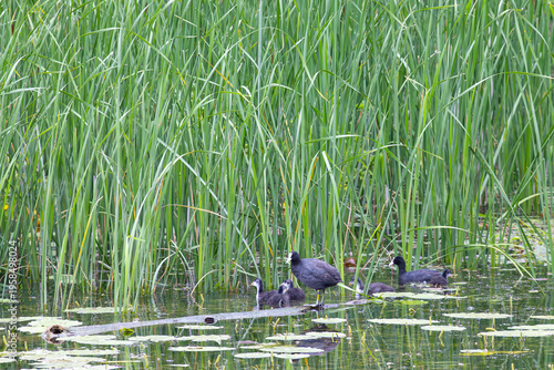 Wallpaper Mural Eurasian coots bird swims on a lake among reeds Torontodigital.ca