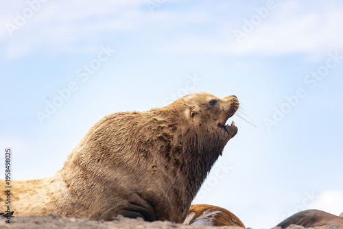 Wallpaper Mural Steller sea lion's rookery. Nevelsk, Sahalinskaya Oblast, Russia Torontodigital.ca
