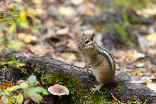 Wallpaper Mural A chipmunk sits on a tree trunk, with a large, beautiful mushroom growing nearby Torontodigital.ca