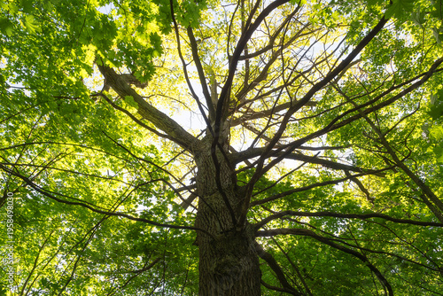 Wallpaper Mural Large oak tree in the steppe, close-up, view from below. Summer. Torontodigital.ca